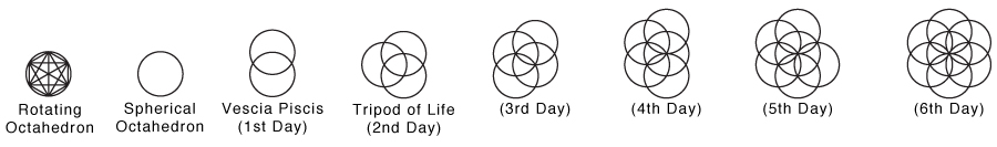 Seed_Of_Life_Stages.