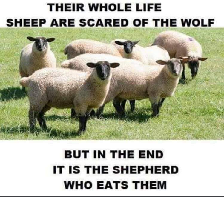 sheep1.