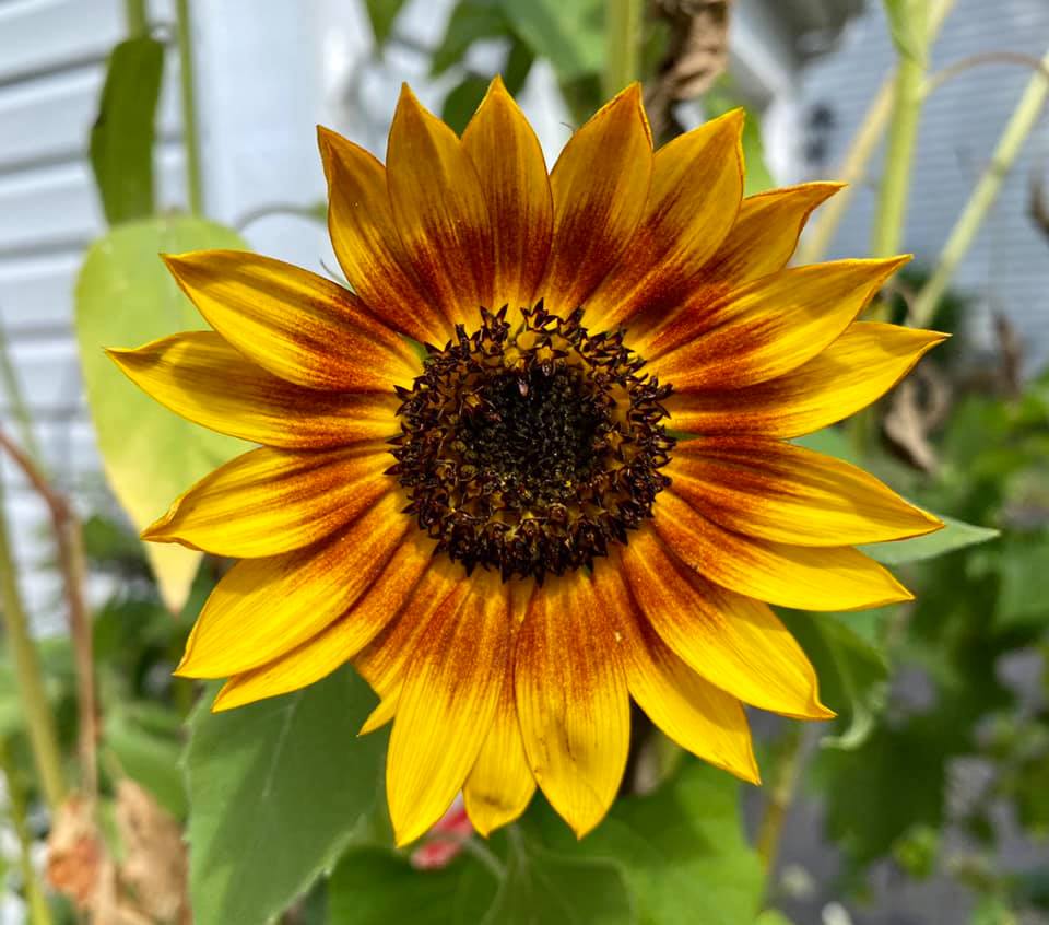 sunfloweryellow.