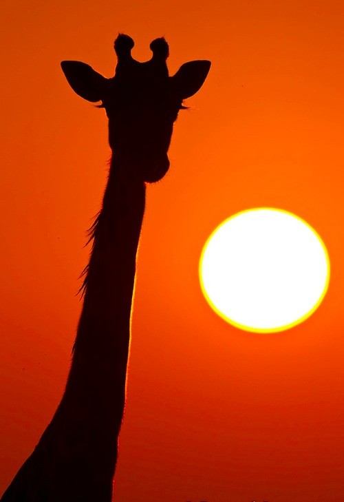 sunset_giraffe-.18668.