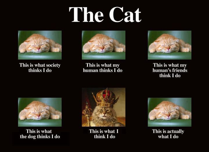 THECAT2.JPG