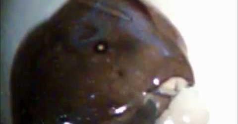 tps%3A%2F%2Fi.ytimg.com%2Fvi%2FlExA9VLaLOw%2Fhqdefault.&fb_obo=1&utld=ytimg.com&stp=c0.5000x0.