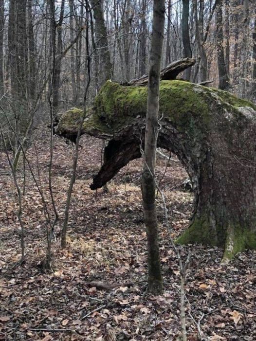 treedragon.