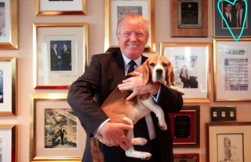 trumpbeagle.