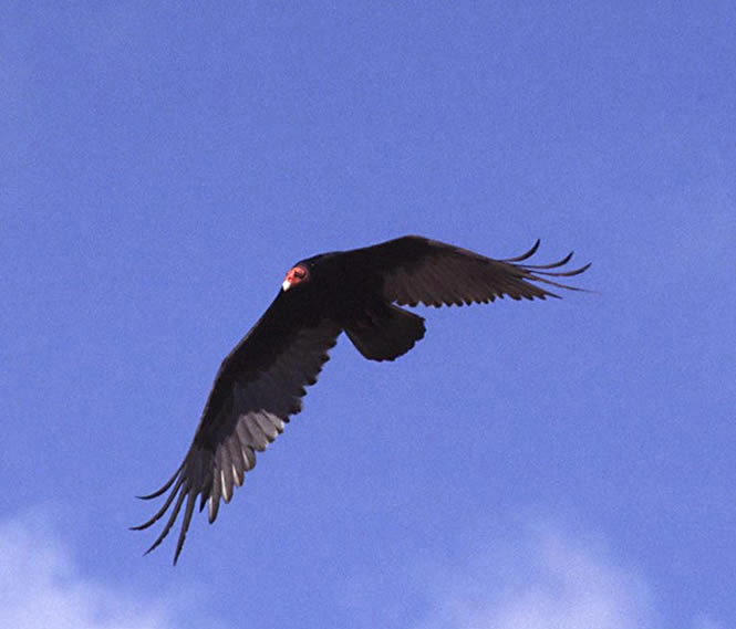 turkeyvulture2.
