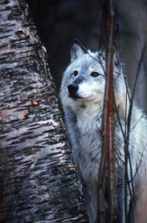 whitewildwolf.