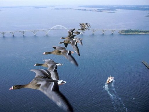 why-do-birds-fly-in-v-formation-2.