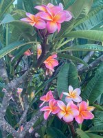 flowersbyedellsworth.